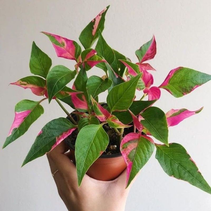 tanaman hias alternanthera daun pink