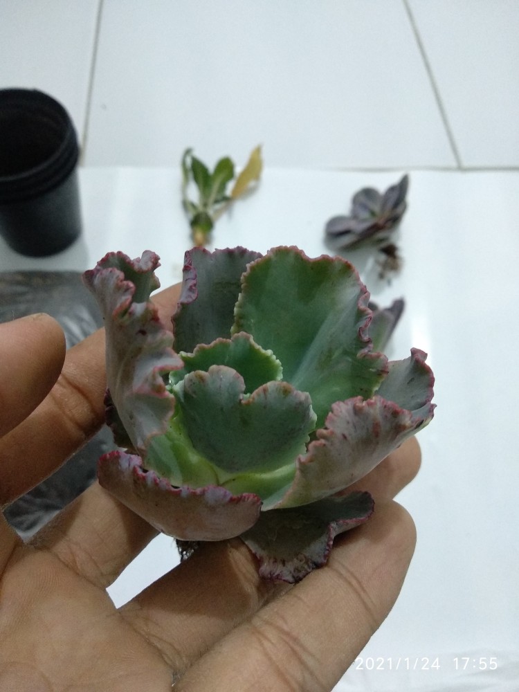 Sukulen Dan Kaktus Mini (echeveria ‘crinoline Ruffles’)