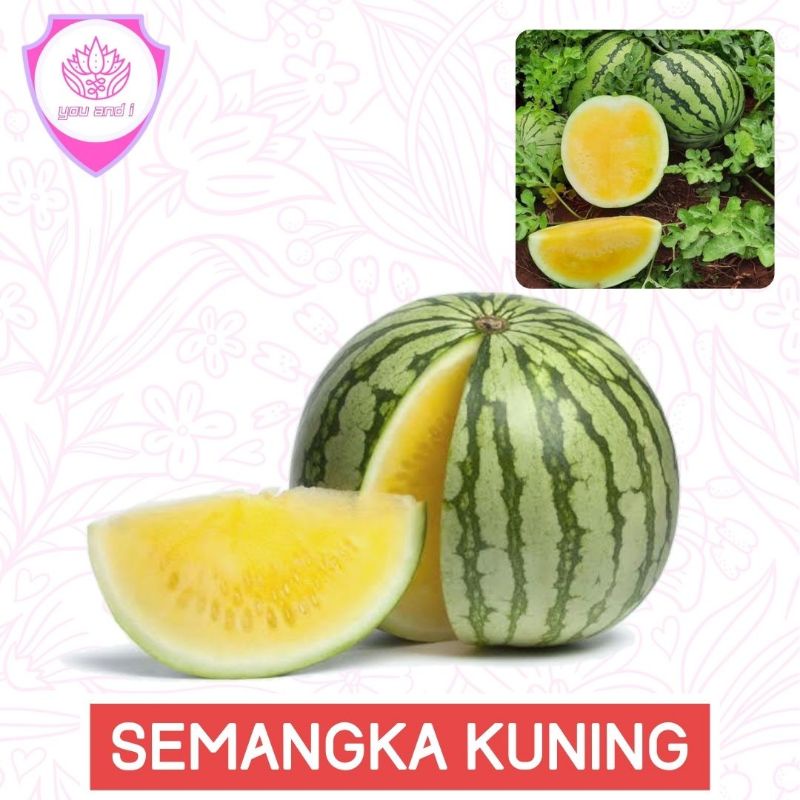Benih SEMANGKA KUNING (isi-3)  Tanpa Biji Buah