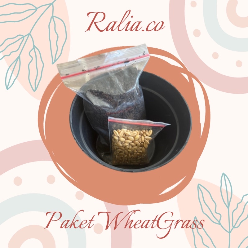 DIY PAKET CAT GRASS WHEAT GRASS RUMPUT KUCING BIBIT RUMPUT GANDUM