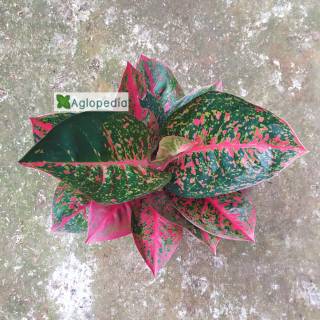 Keladi Mini Keladi Mutiara Tanaman Hias Shopee Keladi Mini Keladi Mutiara Tanaman Hias Shopee