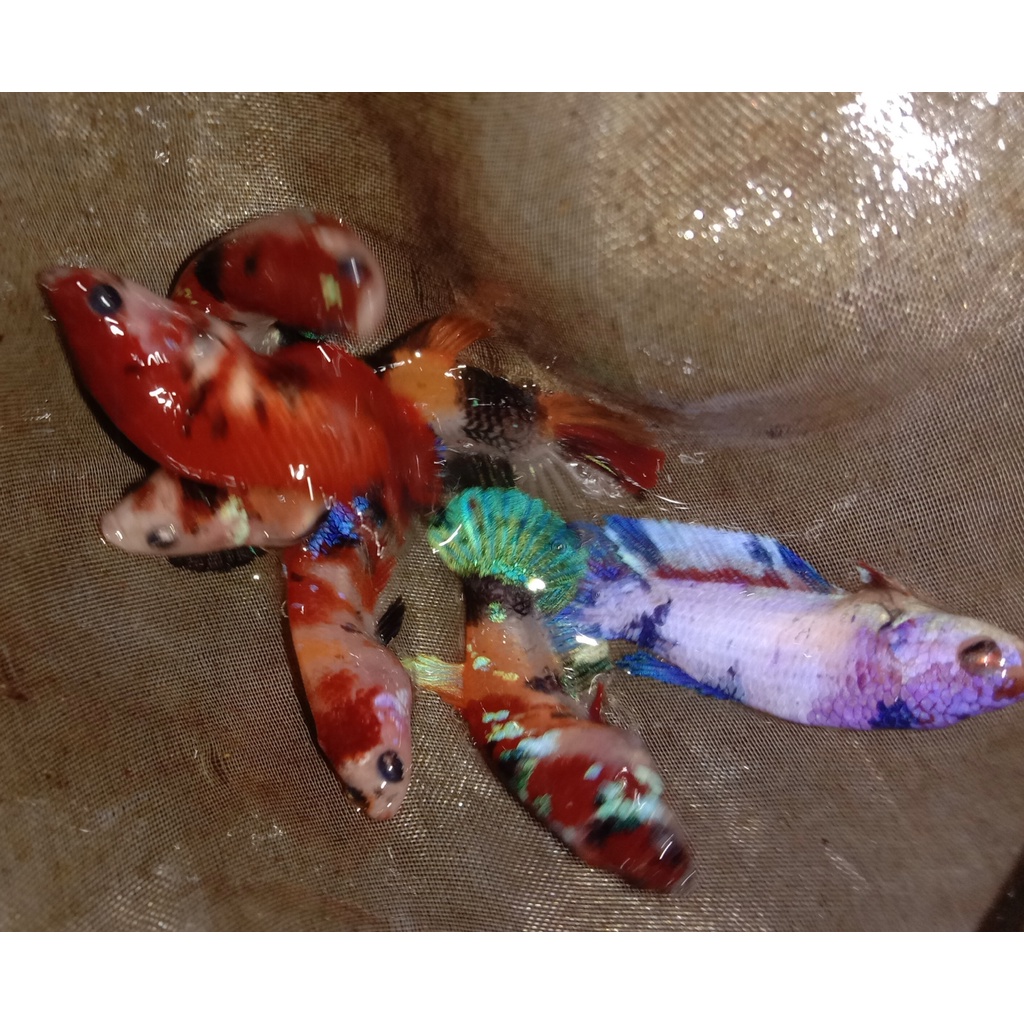 Cupang Female/Betina Koi Nemo Multicolor (TANPA CELLO/BESGEL)