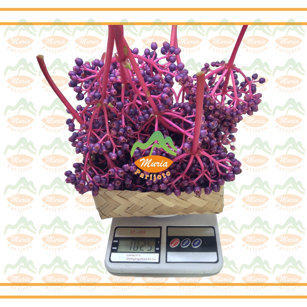 

10 TANGKAI BUAH PARIJOTO BESAR TUA ASLI MURIA PENYUBUR KANDUNGAN