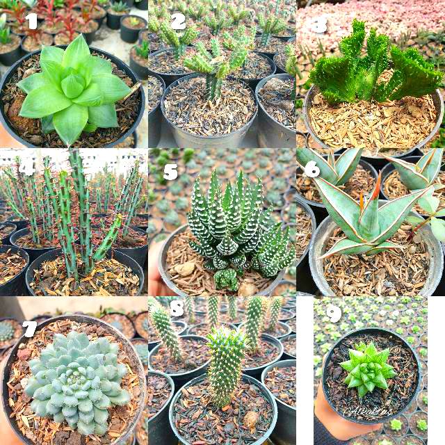 Kaktus haworthia mix Shopee Indonesia