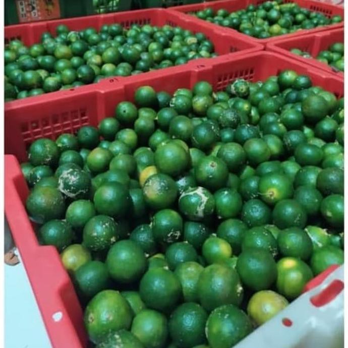 -_- Bibit Tanaman Jeruk Kunci / Jeruk Kesturi/ Jeruk Kunci/ Lemon Cui