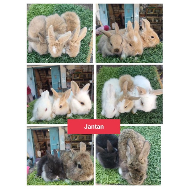 kelinci anggora/lokal 2-3 BULAN Surabaya (umur sudah layak adopsi)
