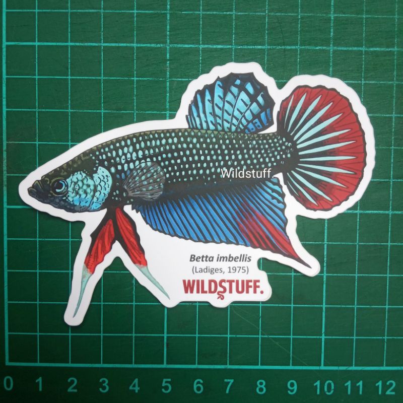 Sticker Wildstuff Betta imbellis Wild Betta