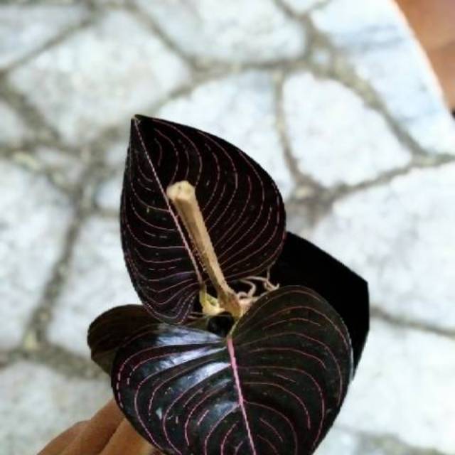 (COD) Aglonema Rotundum Aceh Murah (sekilo muat 25 batang lebih) minimal order 3 batang