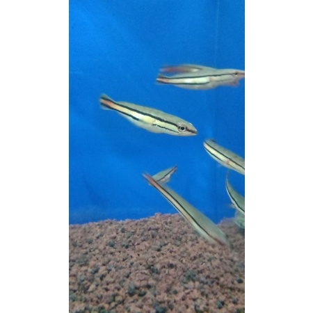 

ikan toman
