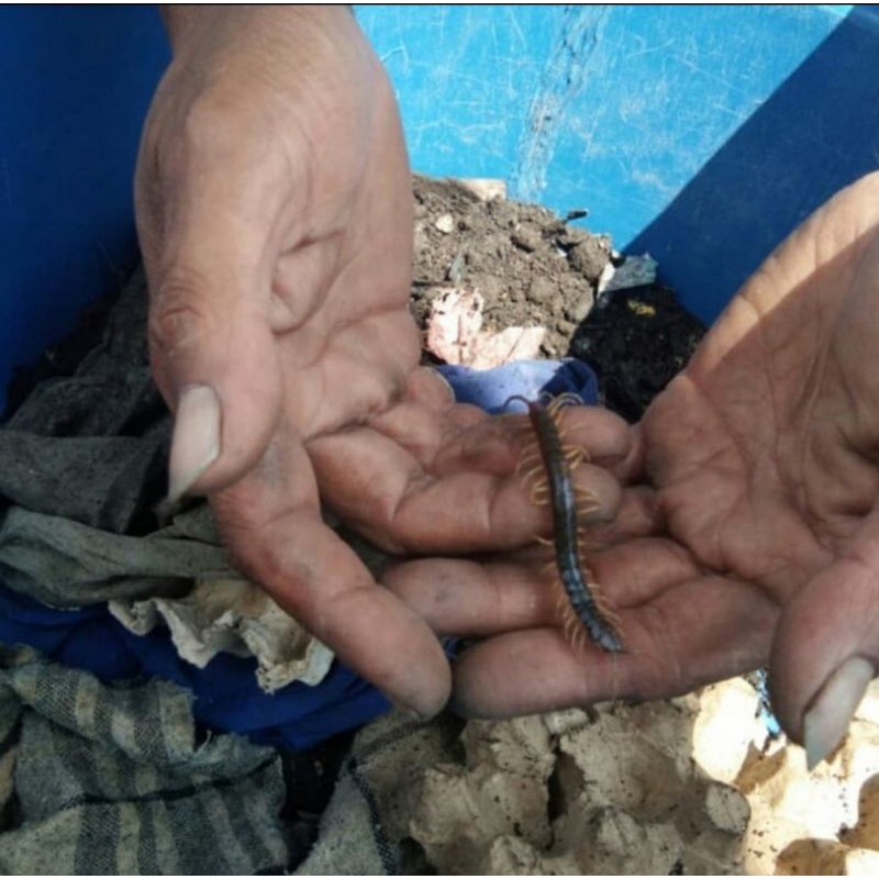 kelabang lipan 12-15 cm pakan ikan arwana