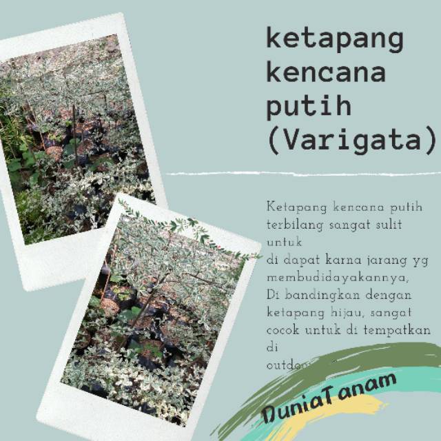 Tanaman Hias Outdoor Ketapang kencana putih varigata tinggi 1 1/2 meter