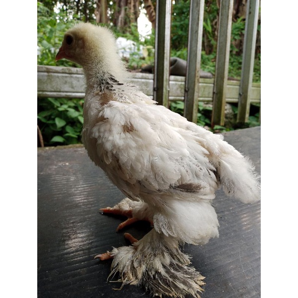 PROMO Harga Sepasang Anakan Ayam Hias Brahma / Usia 1 bulan / Variasi Warna