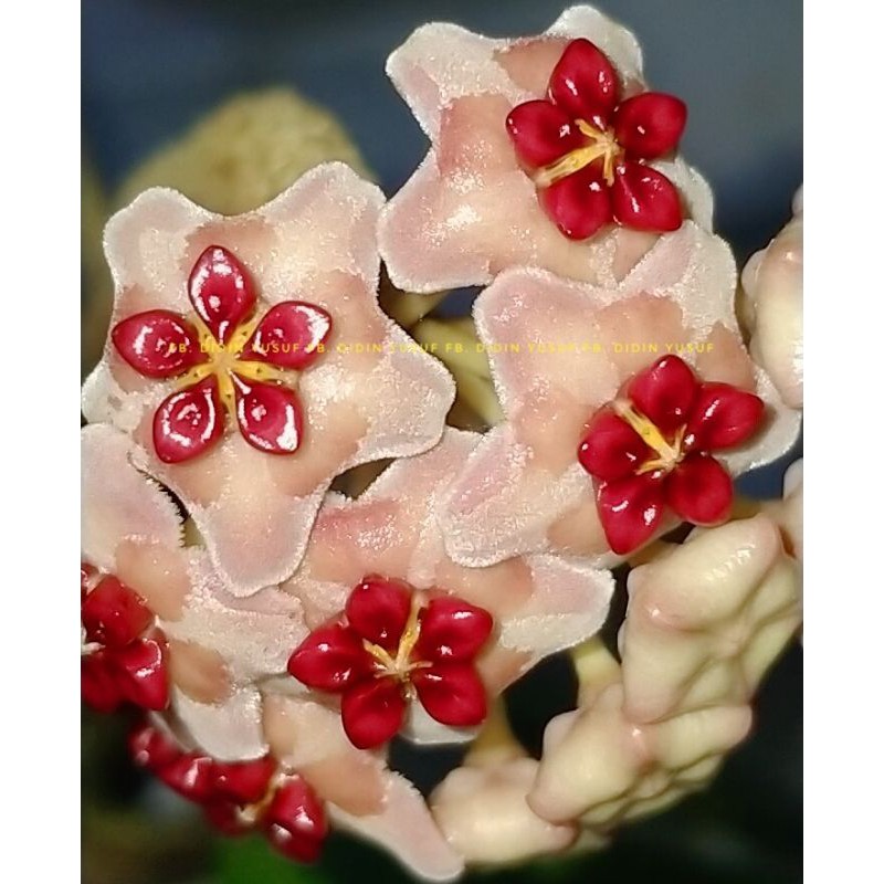Hoya excavata sp. sulawesi