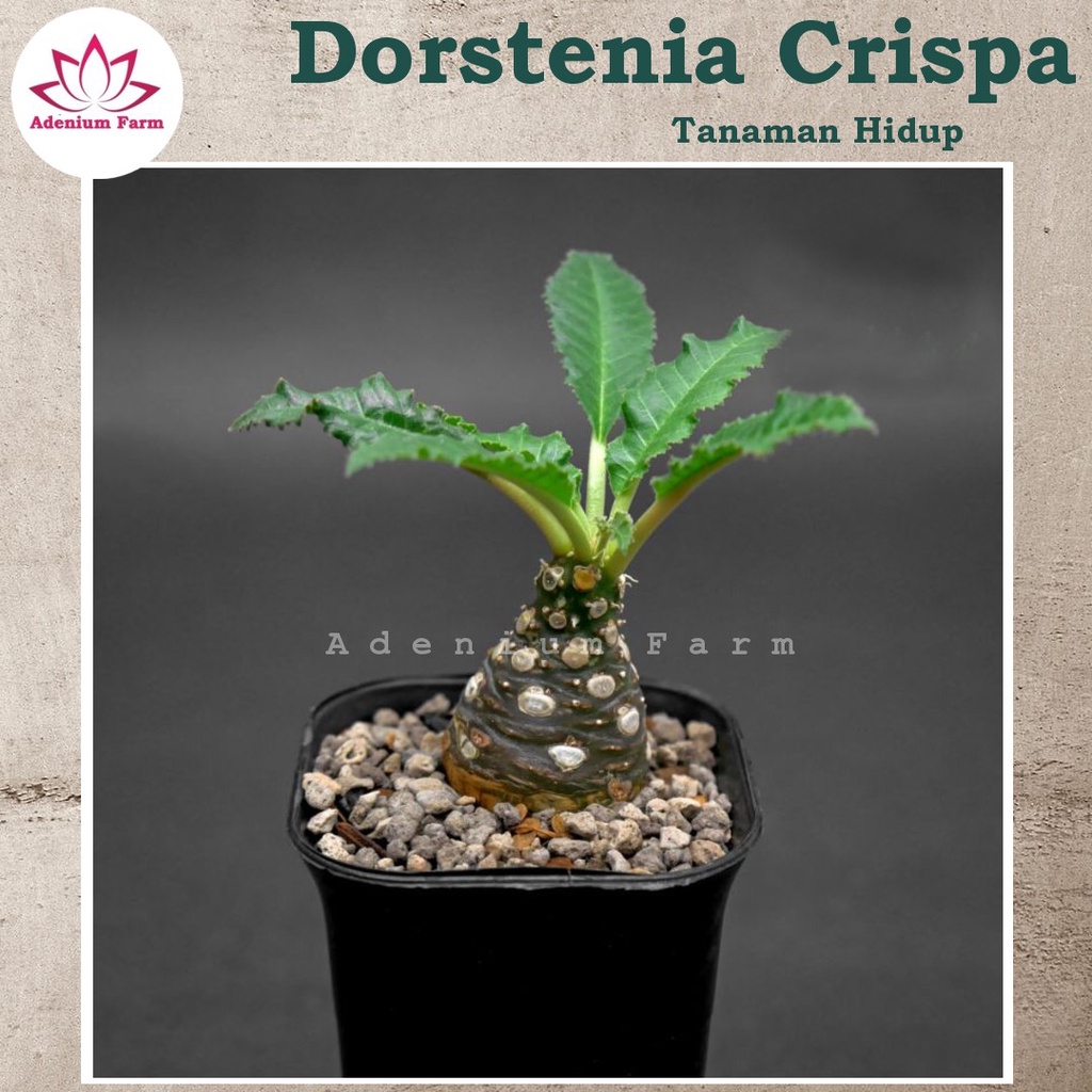 Tanaman Hias Bibit Dorstenia Crispa Sukulen Kaktus