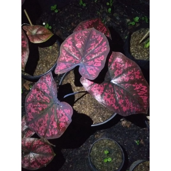 tanaman hias keladi seven luck