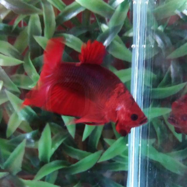 Cupang plakat Hellboy size M++