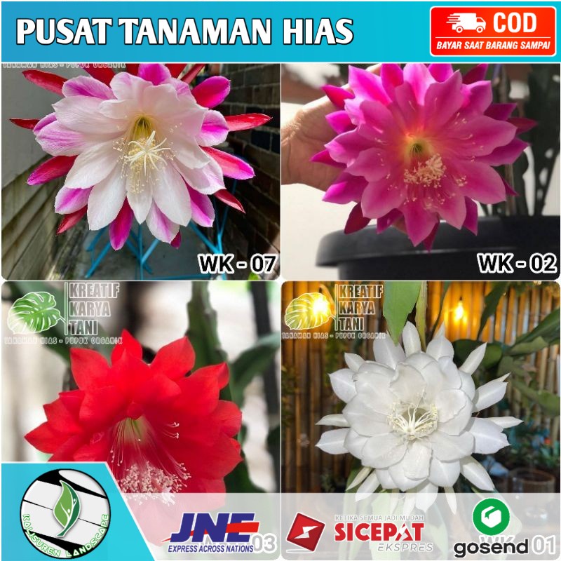 4 Tanaman Bunga Wijaya Kusuma - Paket 4 tanaman hias Wijaya Kusuma