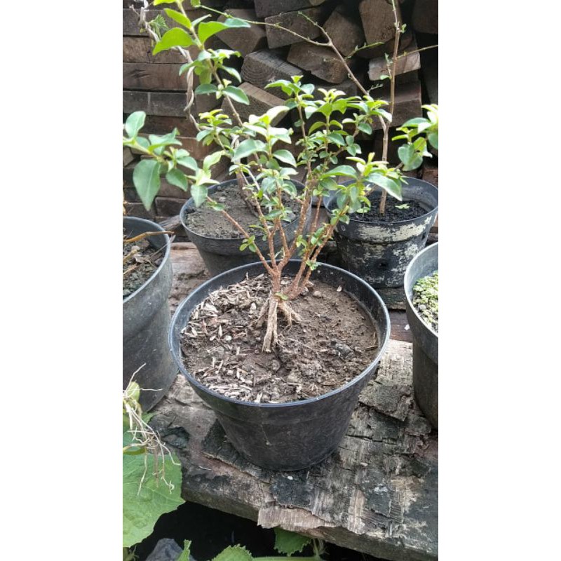 BONSAI SAKURA MICRO JEPANG 100% ORI