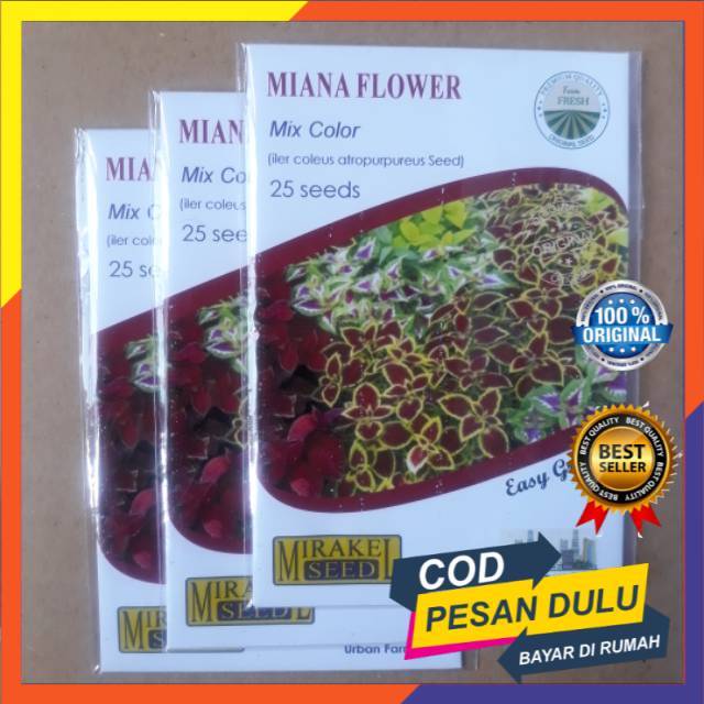 Miana Benih bunga hias benih bunga Miana benih tanaman hias herbal