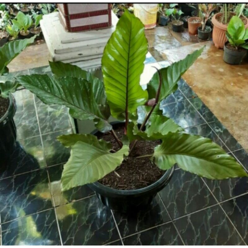 tanaman hias Antorium black