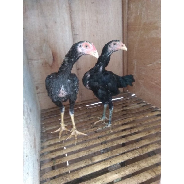 ANAK AYAM BANGKOK SEPASANG
