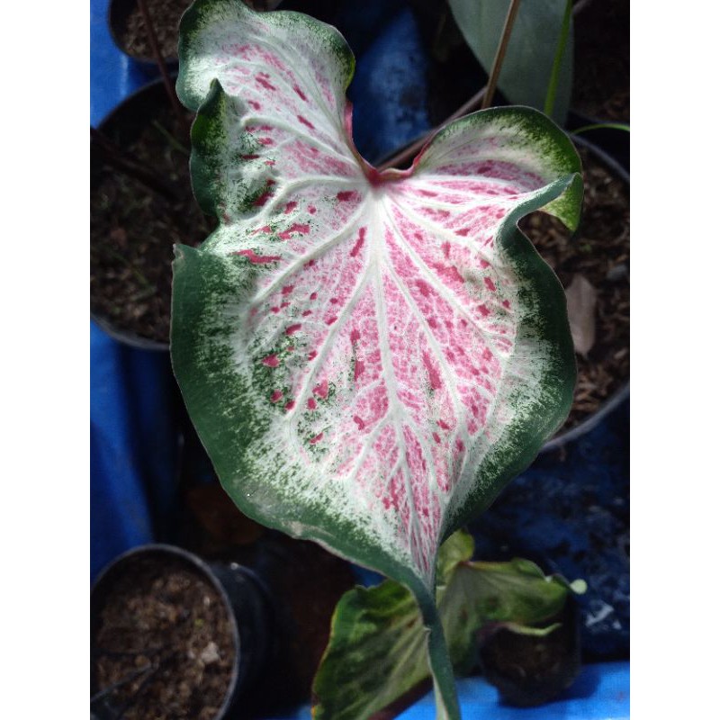 Caladium Keladi Pink Ratana