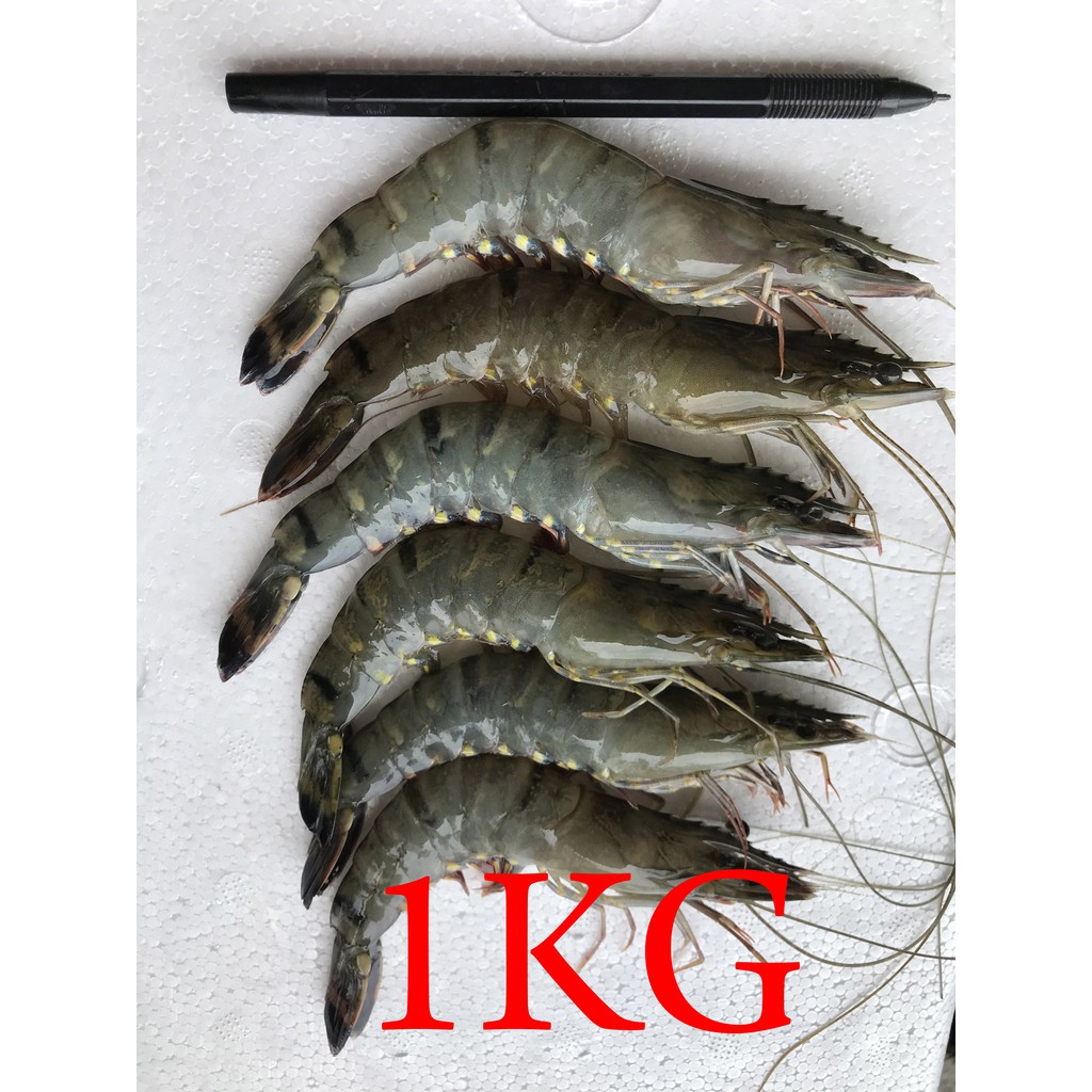 

Udang Pancet/Windu/Tiger Segar 1KG