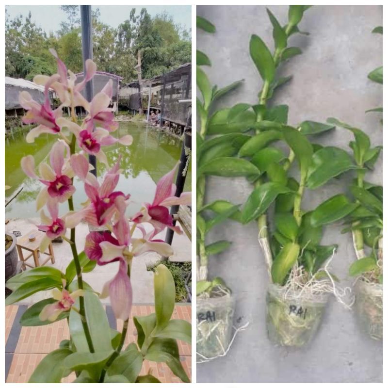 dendrobium kriting jumbo besar
