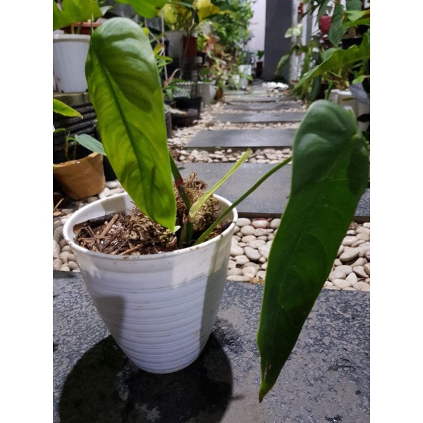 Philodendron Sharoniae