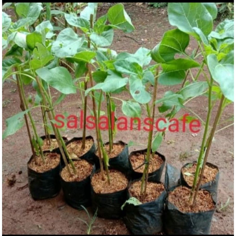 Tanaman Bunga Matahari Pohon Bunga Matahari