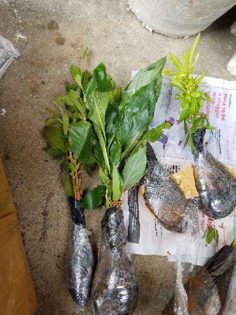 New Produck!! Tanaman Hias Peace Lili - Pohon Sepatu Flum - Peace