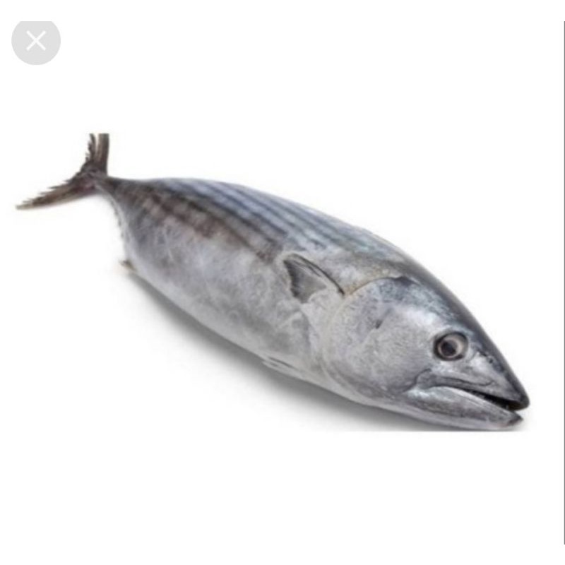 

IKAN TONGKOL ABU - ABU 1 kg