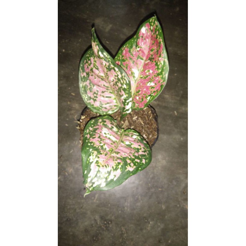 

bonggol tricolor