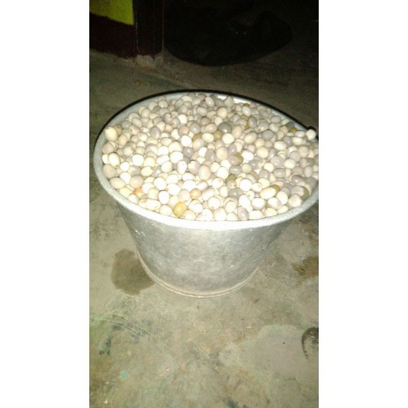 

10kg BIJI BUAH KEBIUL/GOREK