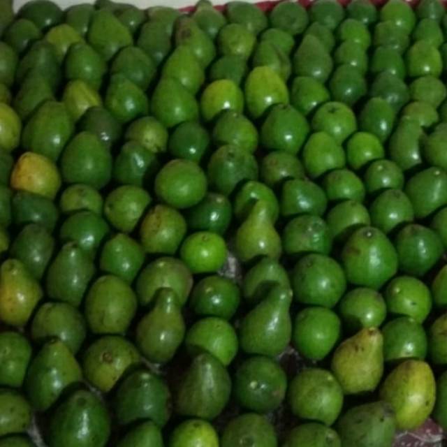 

Alpukat mntega jumbo