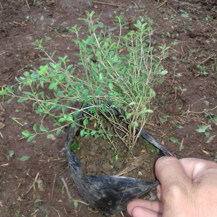 bibit tanaman thyme-tanaman herbal thyme