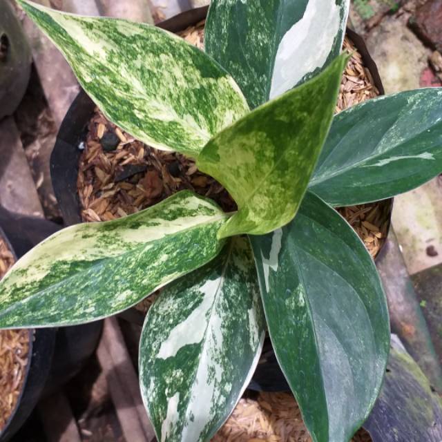 Aglonema sp. Siam Jade