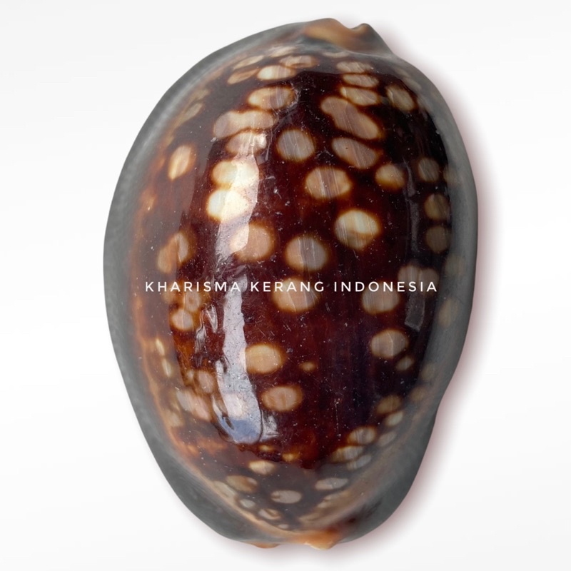 MONETARIA CAPUTSERPENTIS SHELL MEFOUM SERPENTS HEAD COWRY SNAKEHEAD COWRY COWRIE SHELL TIGER COWRE C