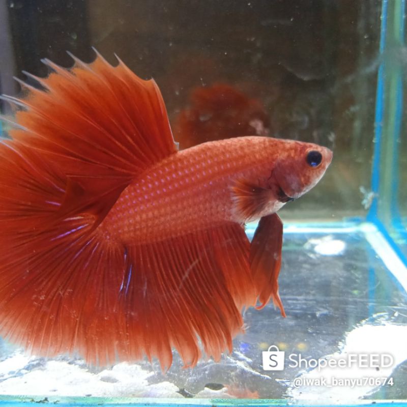 Cupang Halfmoon Cupang Hias syantik