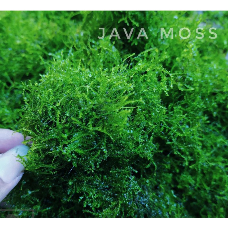 Jual Java Moss Full Air Moss Aquascape Shopee Indonesia