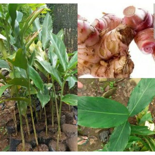 Jual Bibit Tanaman Lengkuas Laos Merah Pohon Herbal Bumbu Masak