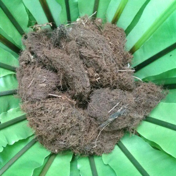 Moss Hitam Akar Kadaka Kering Bersih kemasan plastik besar