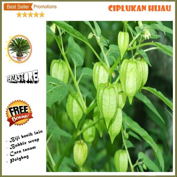 biji/benih/bibit buah ciplukan hijau / 30 biji | Shopee Indonesia