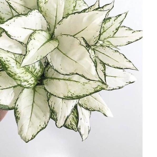 『Terbaru』 Tanaman hias aglonema snow white-aglaonema-tanaman hias hidup-tanaman bunga-tanaman hidup aglonema-aglaonema snowwhite-tanaman hidup-bunga hidup-bunga tanaman hias hidup murah-bunga aglonema hidup-tanaman hias aglonema(tanaman hidup/bunga hidup