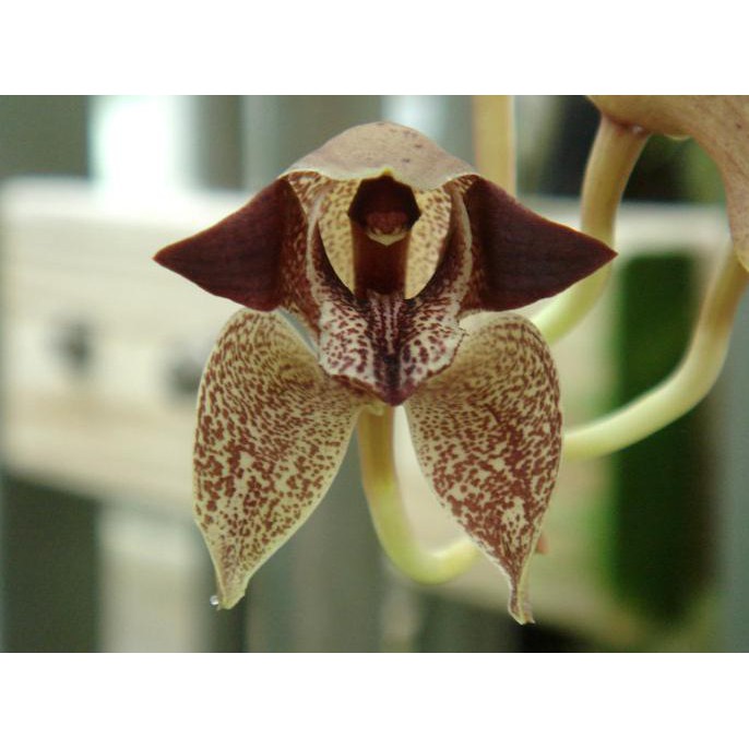 Produk Ready Grammatophyllum Stapeliiflorum