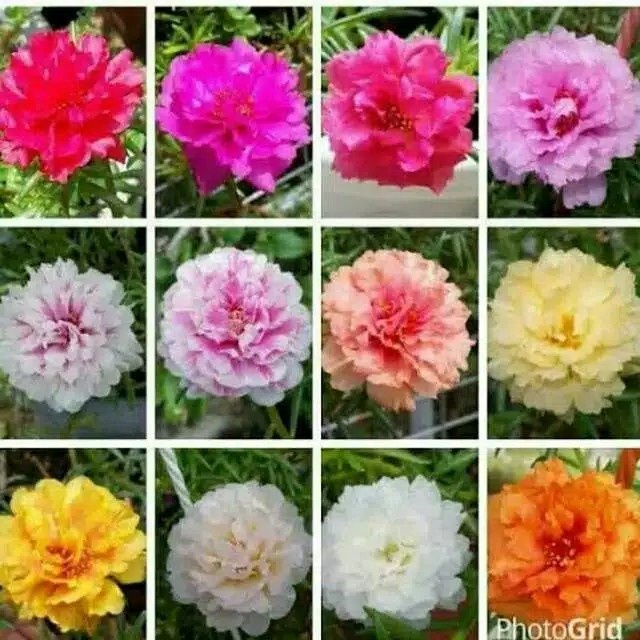 MURAH krokot portulaca/mawar tanah/bunga krokot/moss rose - tissue