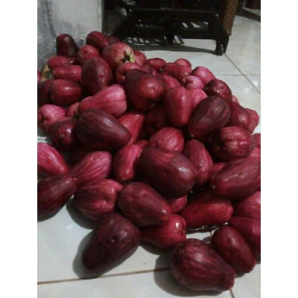 

JAMBU JAMAICA JAMBU BOL SEGAR DAN FRESS 1 KG