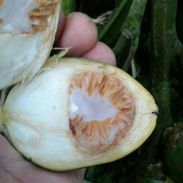 

KUKURING Buah Pinang Tua 500 Gram