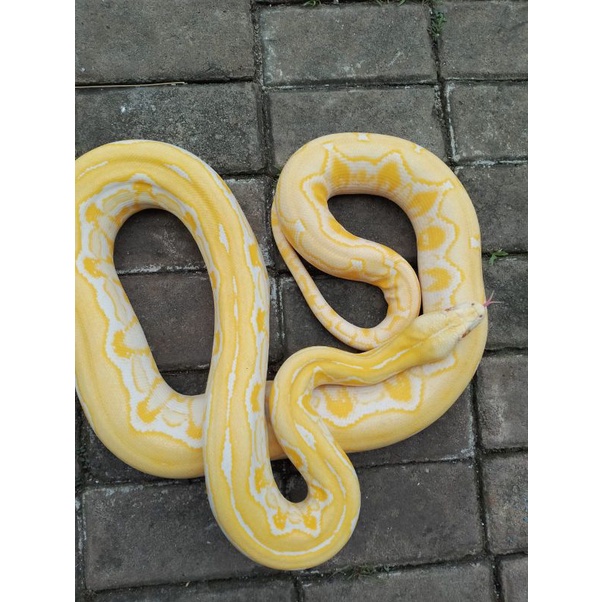Retic Rare item Tiger albino Amelanistic