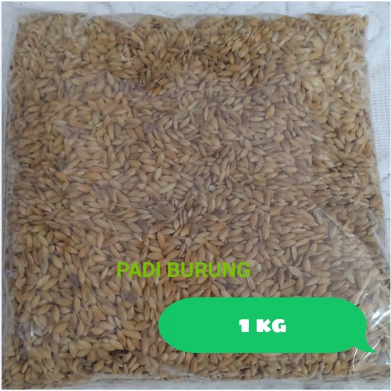 Padi Burung / Gabah padi Pakan burung BERKUALITAS Repack 1 kg